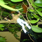 Hiding in the Bushes Hiding in the Bushes